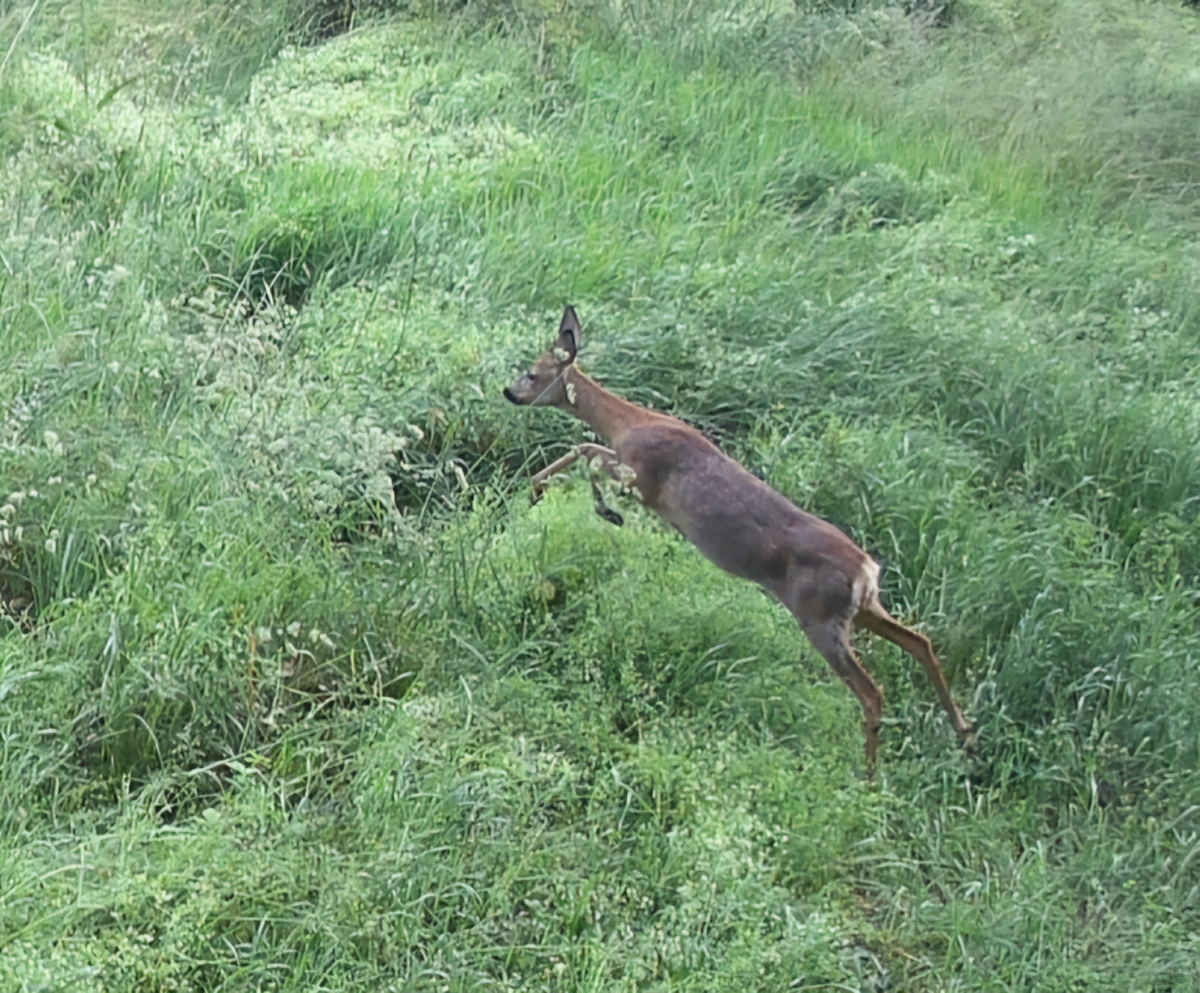 Bin am Sprung ... Image