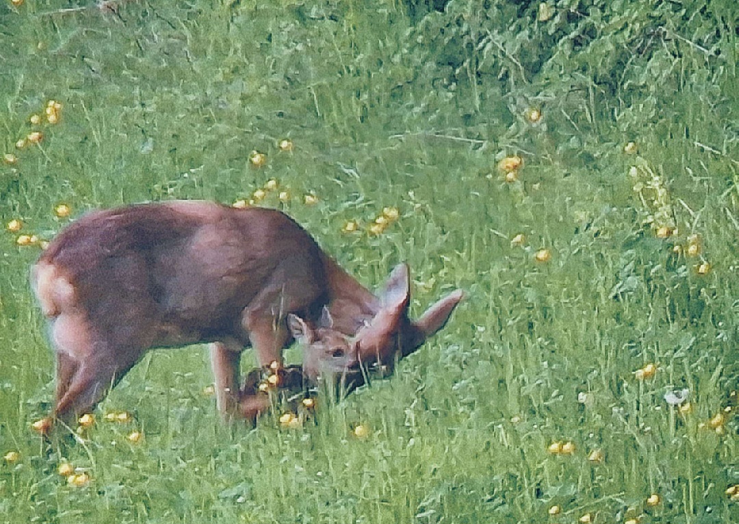 ... nach der Mahd kommen die Kitze wieder aus dem Korb: Nach 10 Minuten sind Geiß und Kitz wieder zusammen. HAPPY END ! Image
